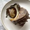 Brazil frosty Foods | Sazae Horned Turban Shell Snail from Toyosu Market Brazil frosty Foods | Sazae Horned Turban Shell Snail from Toyosu Market